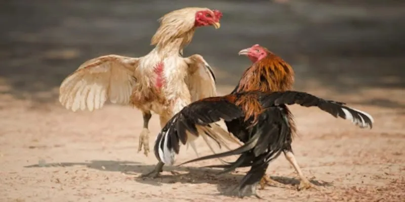 Tổng hợp những mẹo đá gà cựa dao hiệu quả cho sư kê